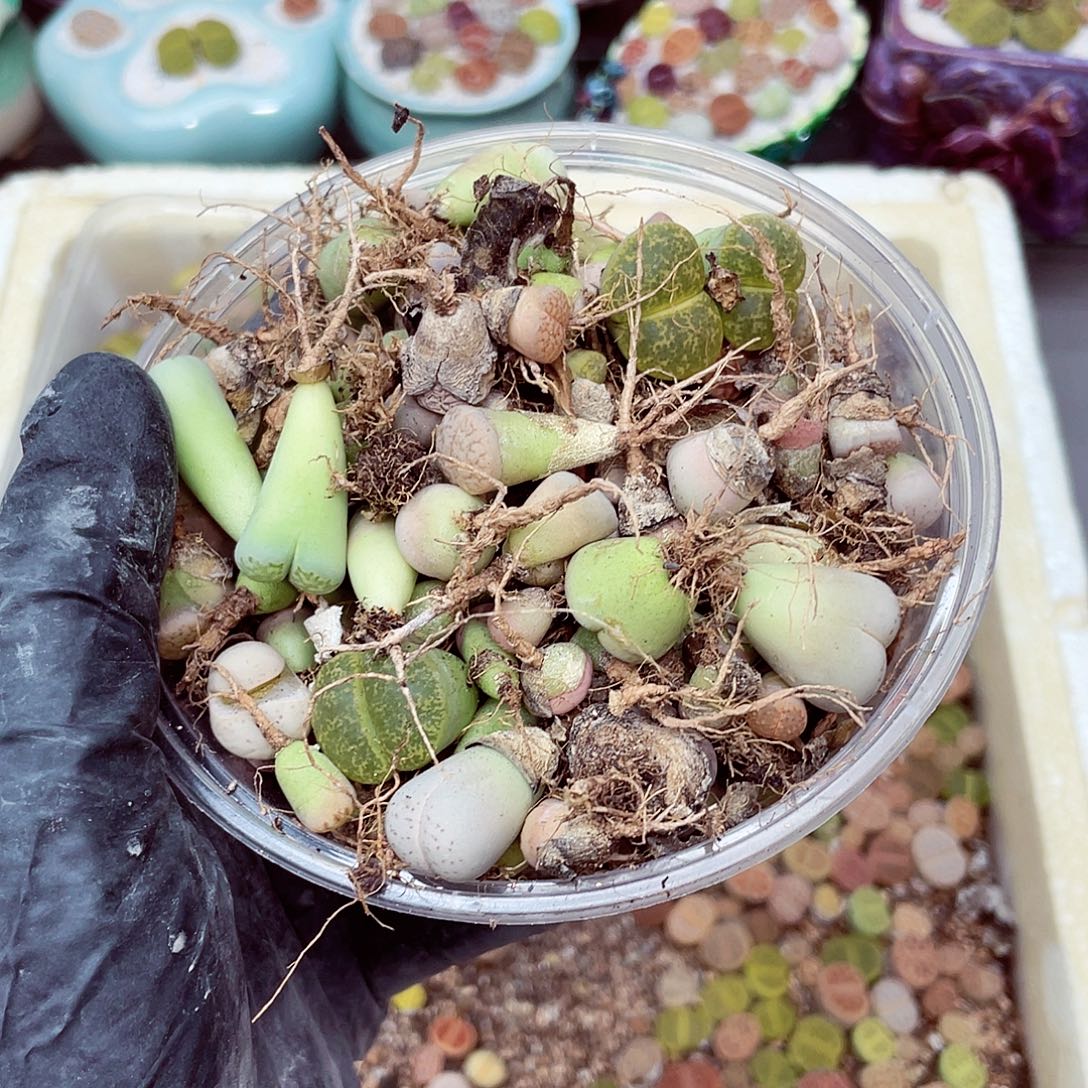 生石花18包邮0906-5