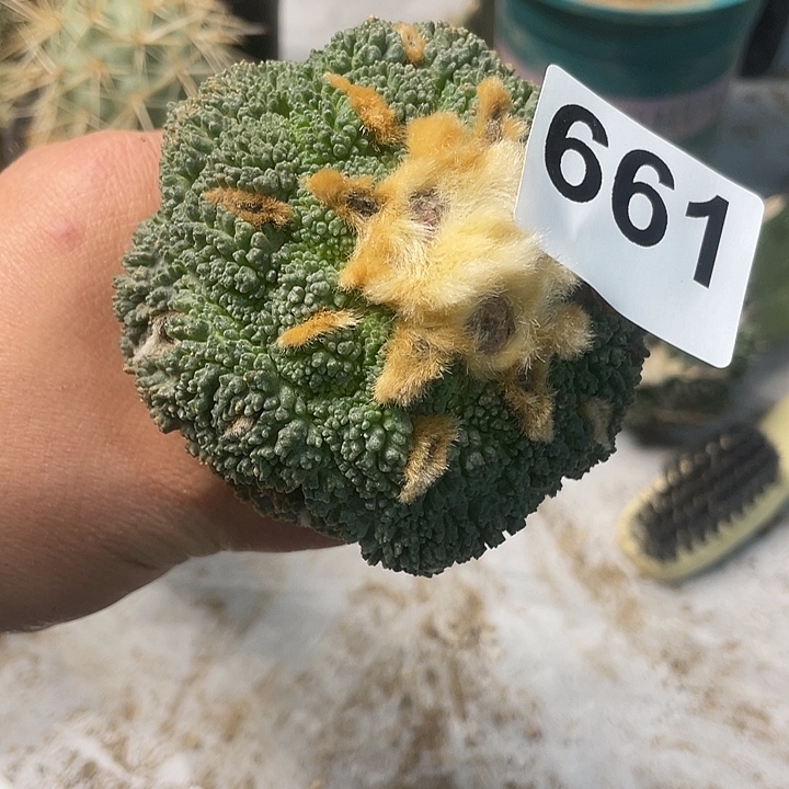 完全开放661哥斯拉