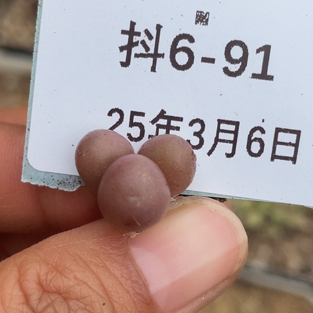 6-91紫葡萄多肉植物