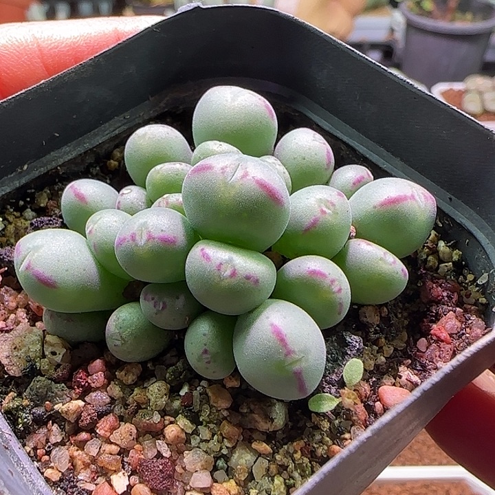 口笛杂。        63400