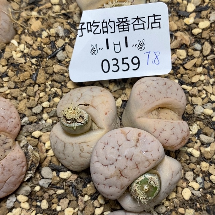 0359。零下拍保温。