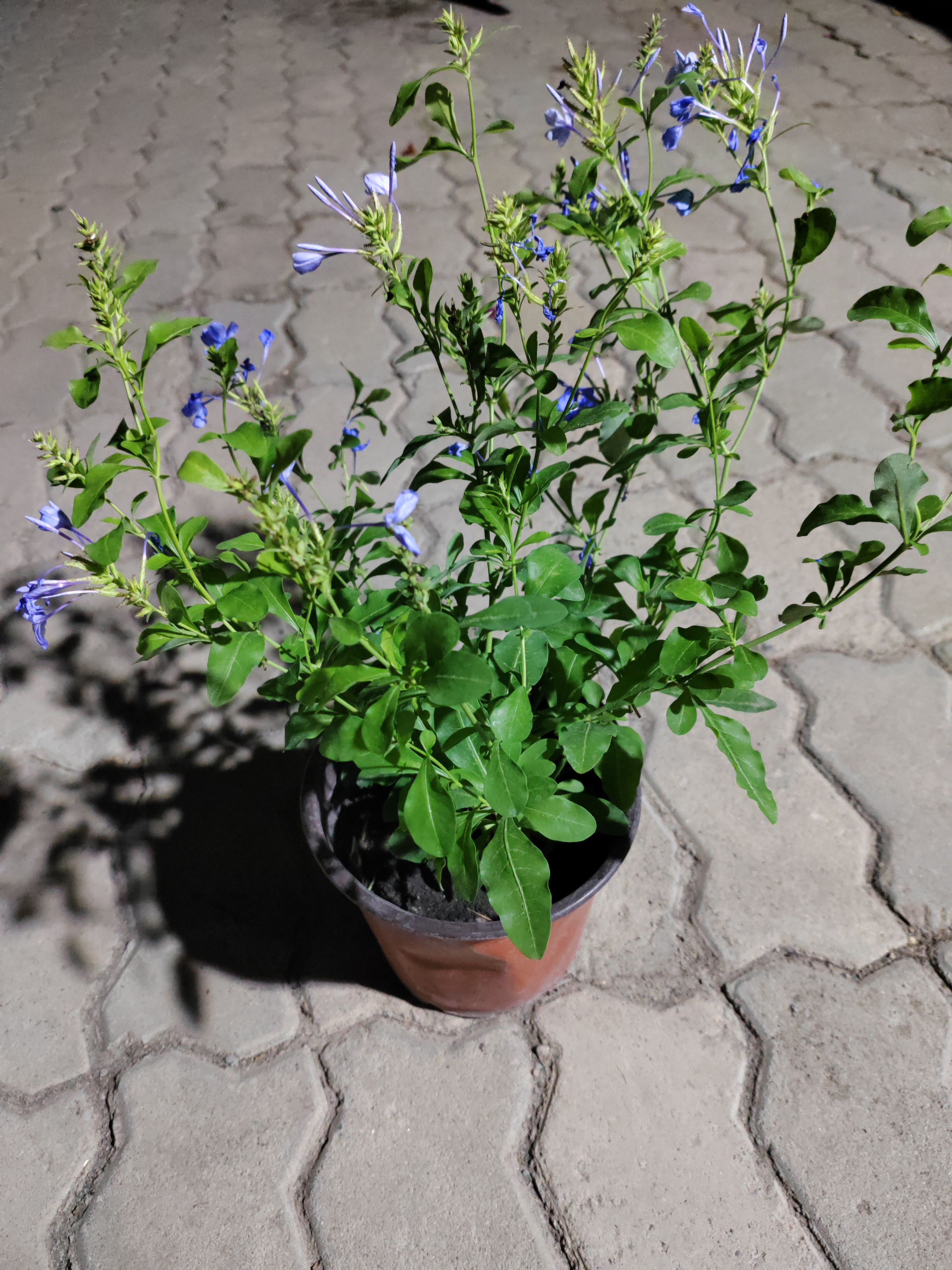 漂亮蓝雪花一盆小盆