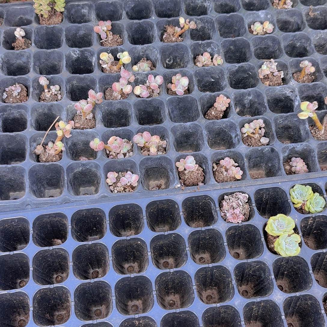 萤火虫两颗一组量拍