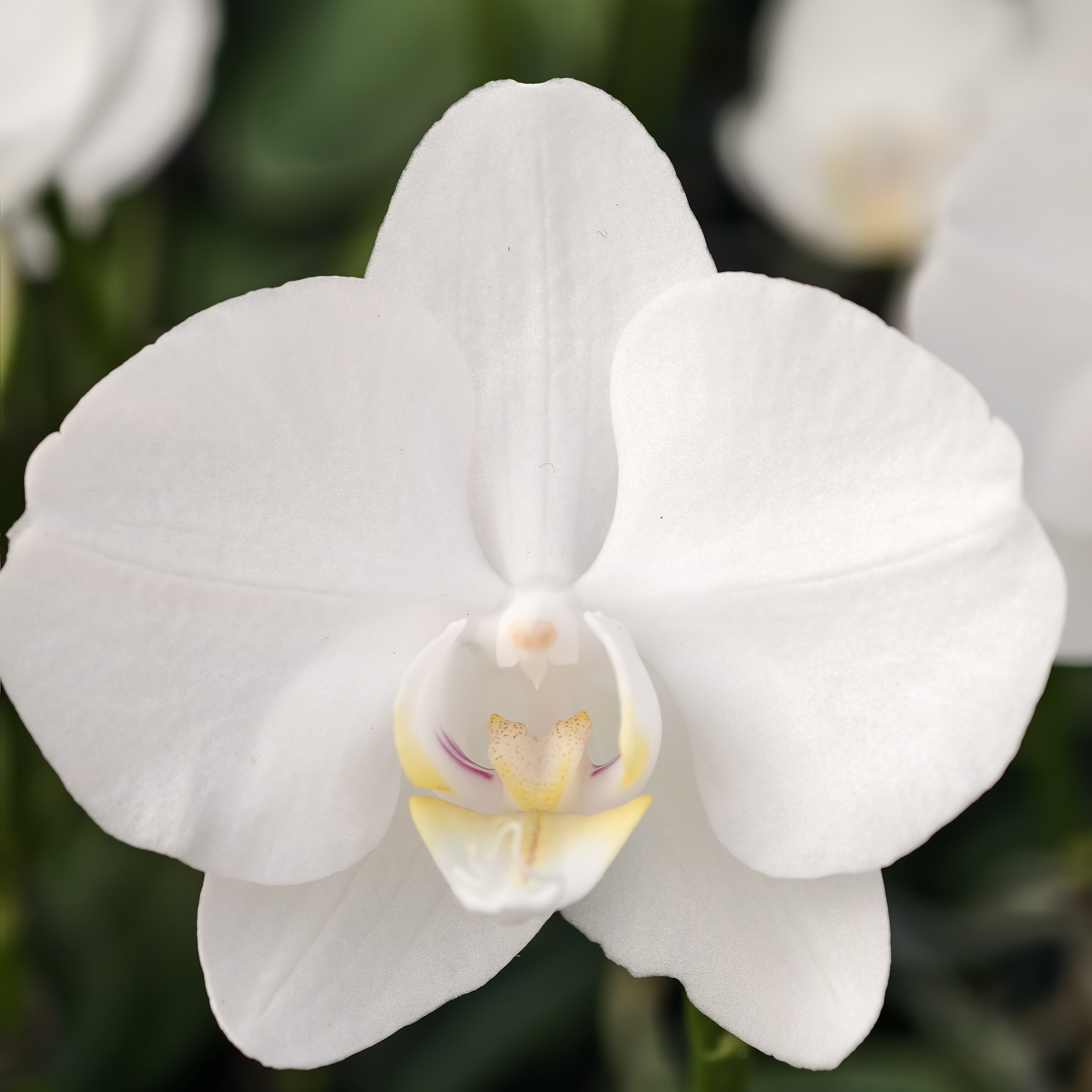 蝴蝶兰【阿玛】白色系列白花 3.0寸杯 带花带花苞 基地直发