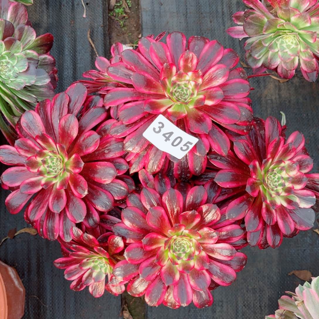 火焰精灵多肉发货发货