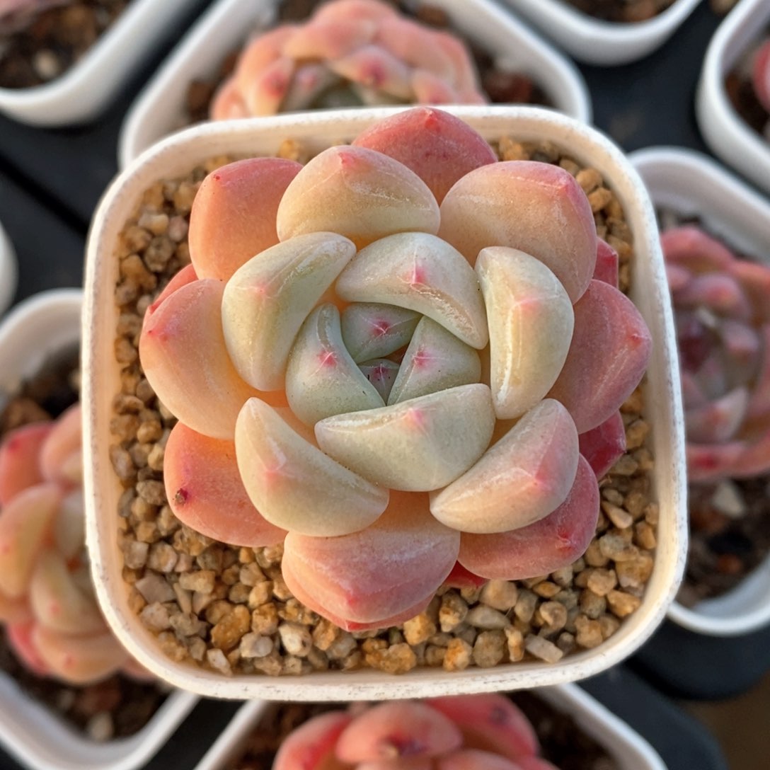 精品多肉一物一拍不包整760