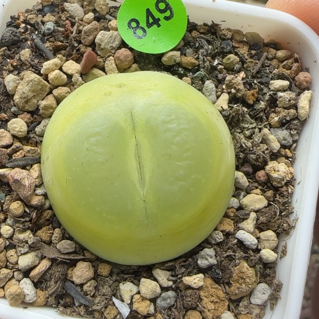 拉登漂亮多肉植物849