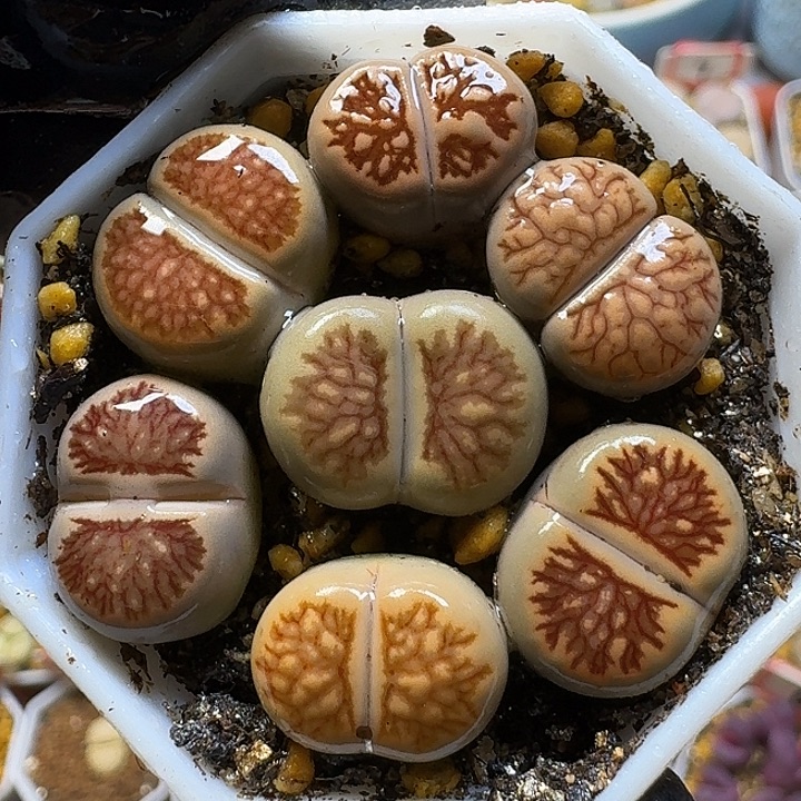 生石花122222。  186