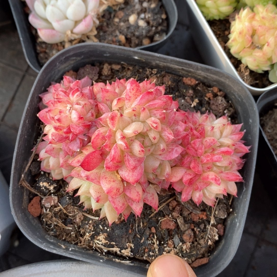 精品多肉一物一拍不包整56