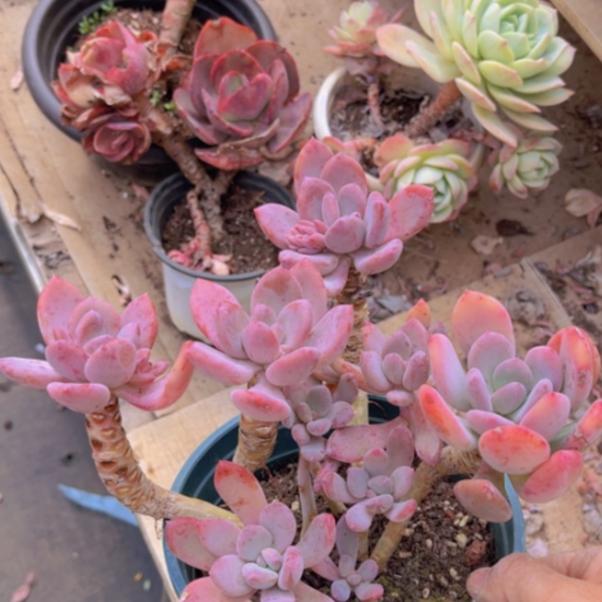 【闪购商品】灰姑娘15146