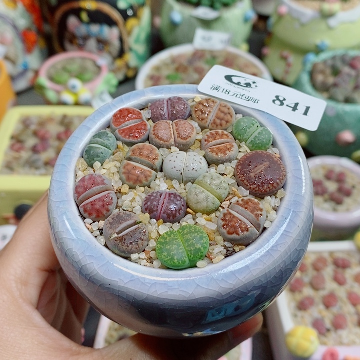 生石花花花花花花841