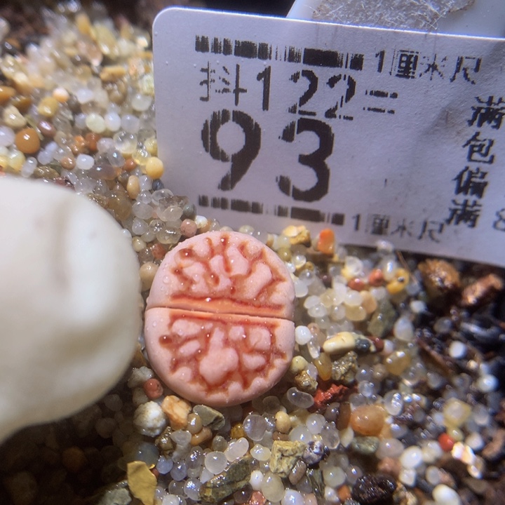 精品生石花122.92珊瑚菊