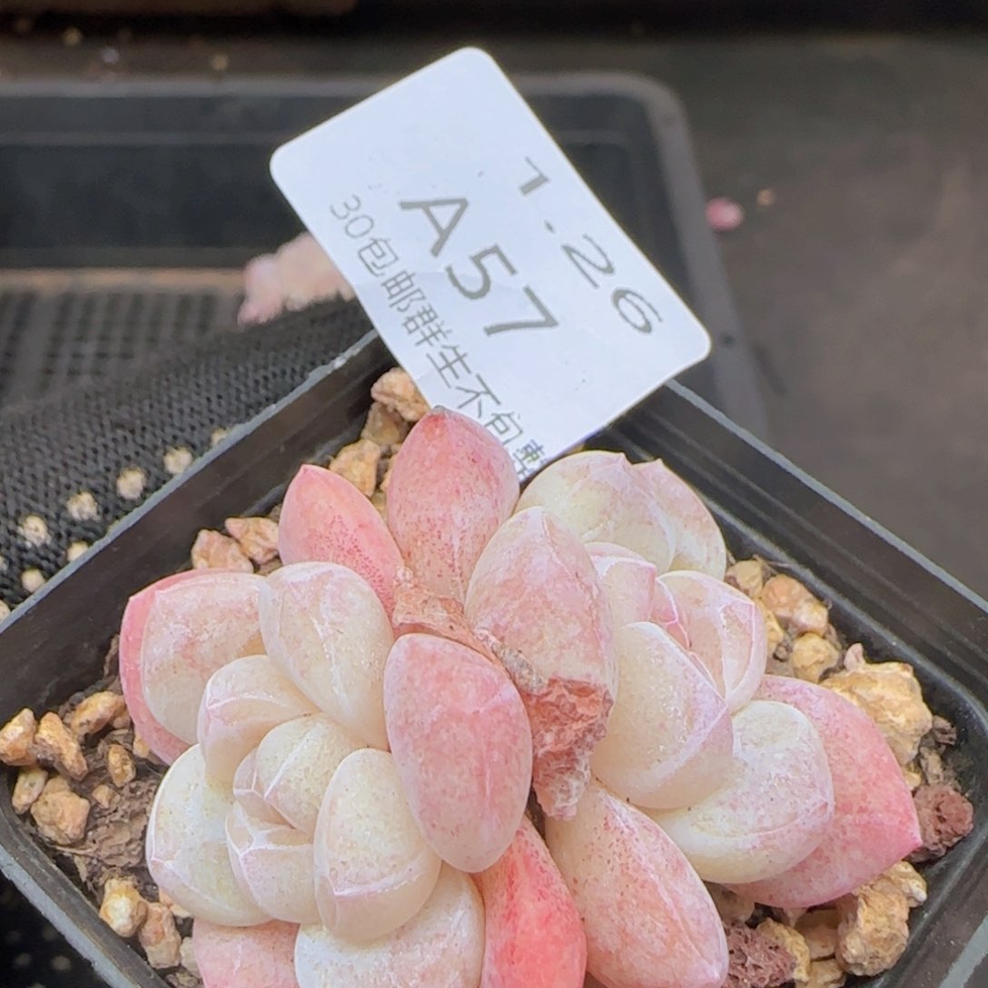 糖心冰玉一颗脱土发货