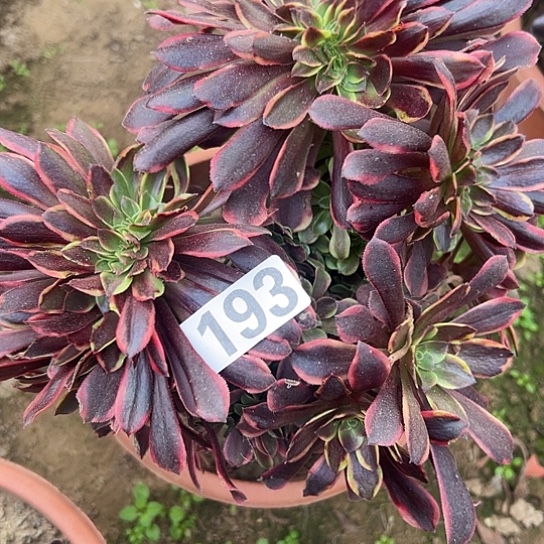 上***兒多肉植物一个欧嘉莉193