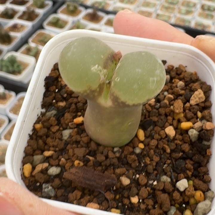 阳***肉多肉.........008......