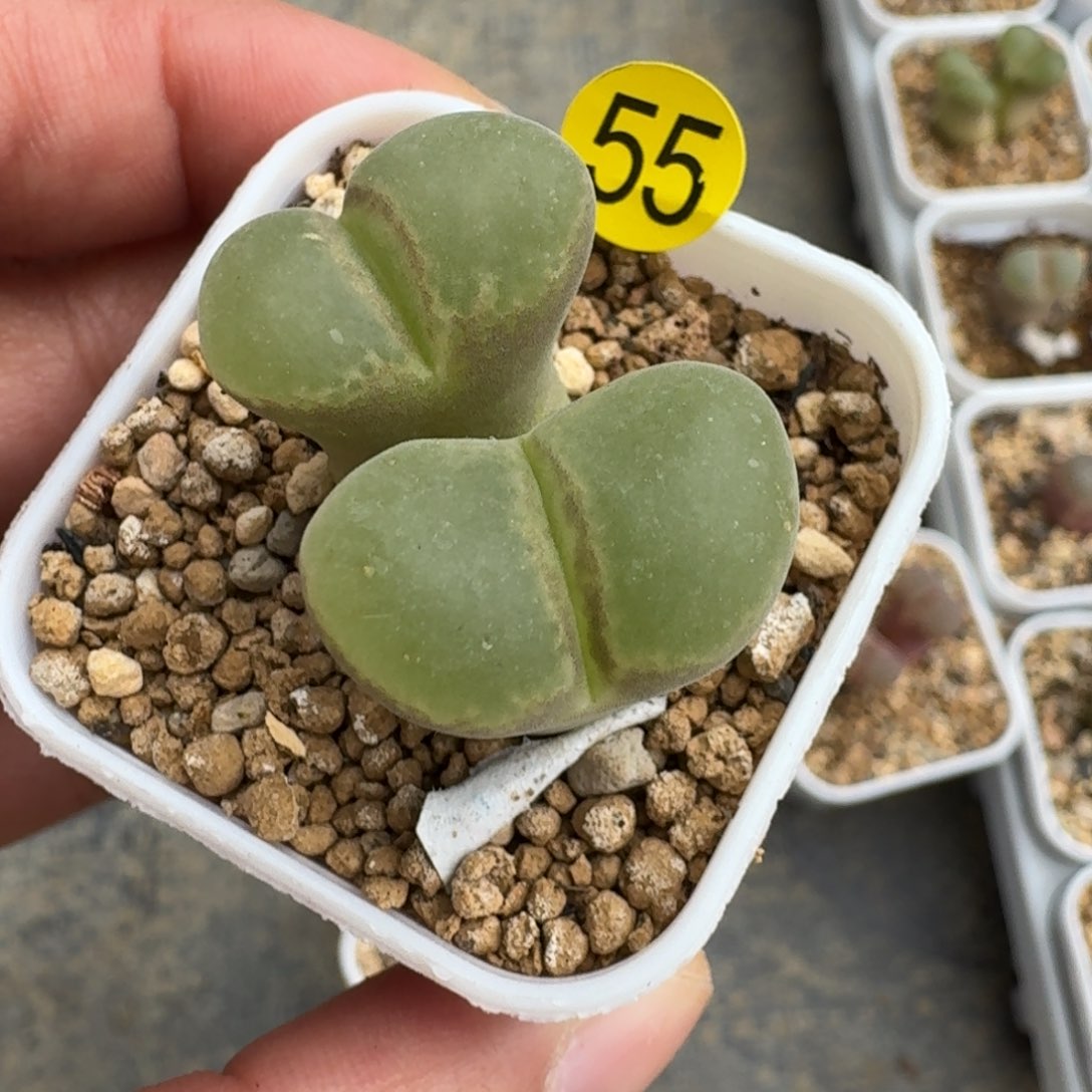 55......多肉......