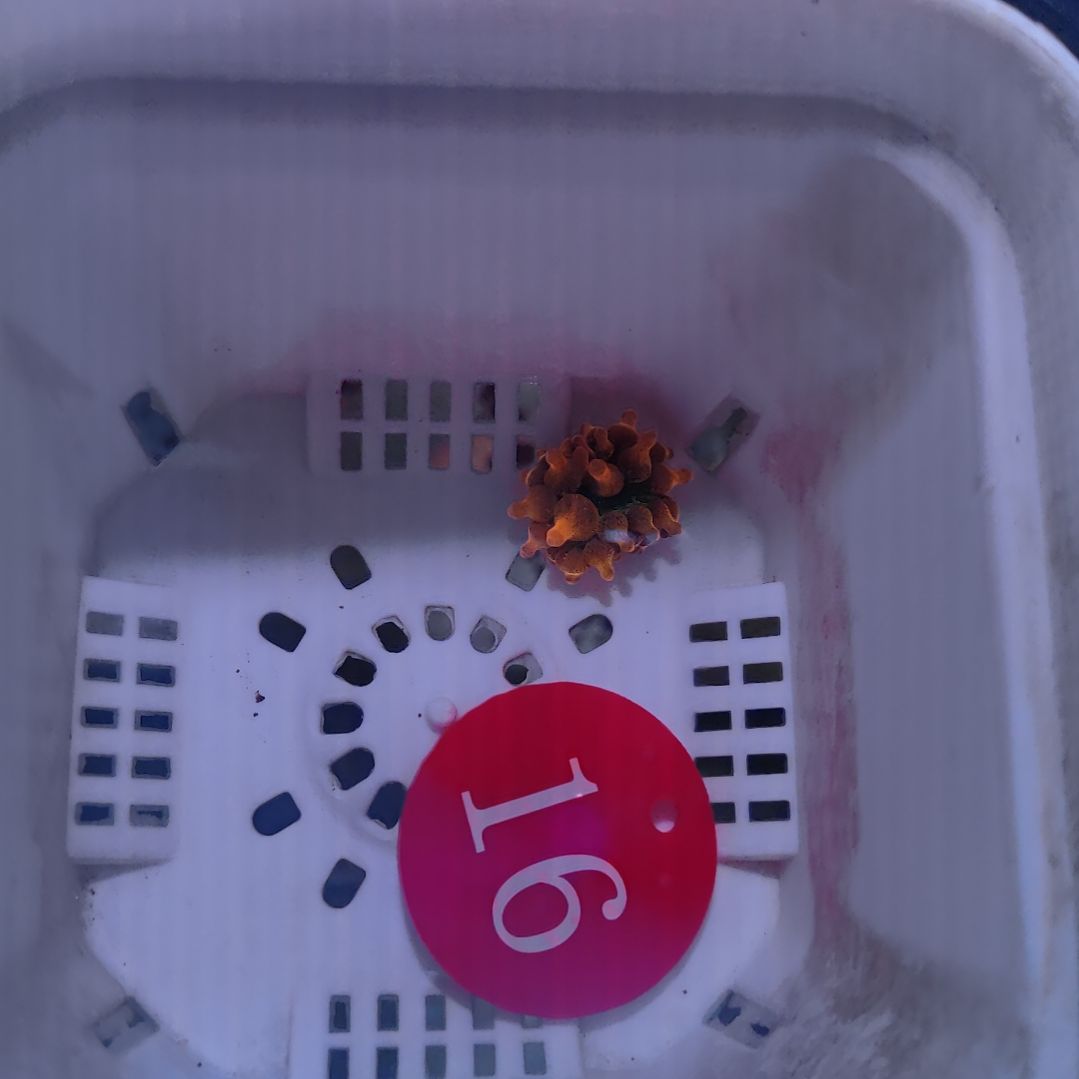 【呵呵专属16号】小红奶嘴1