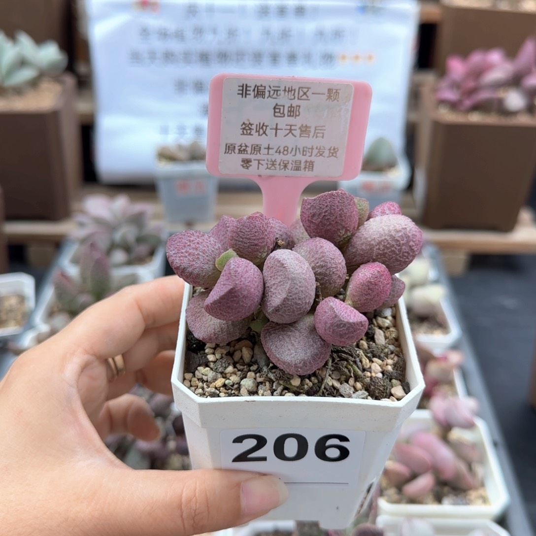 206夏娃多肉植物