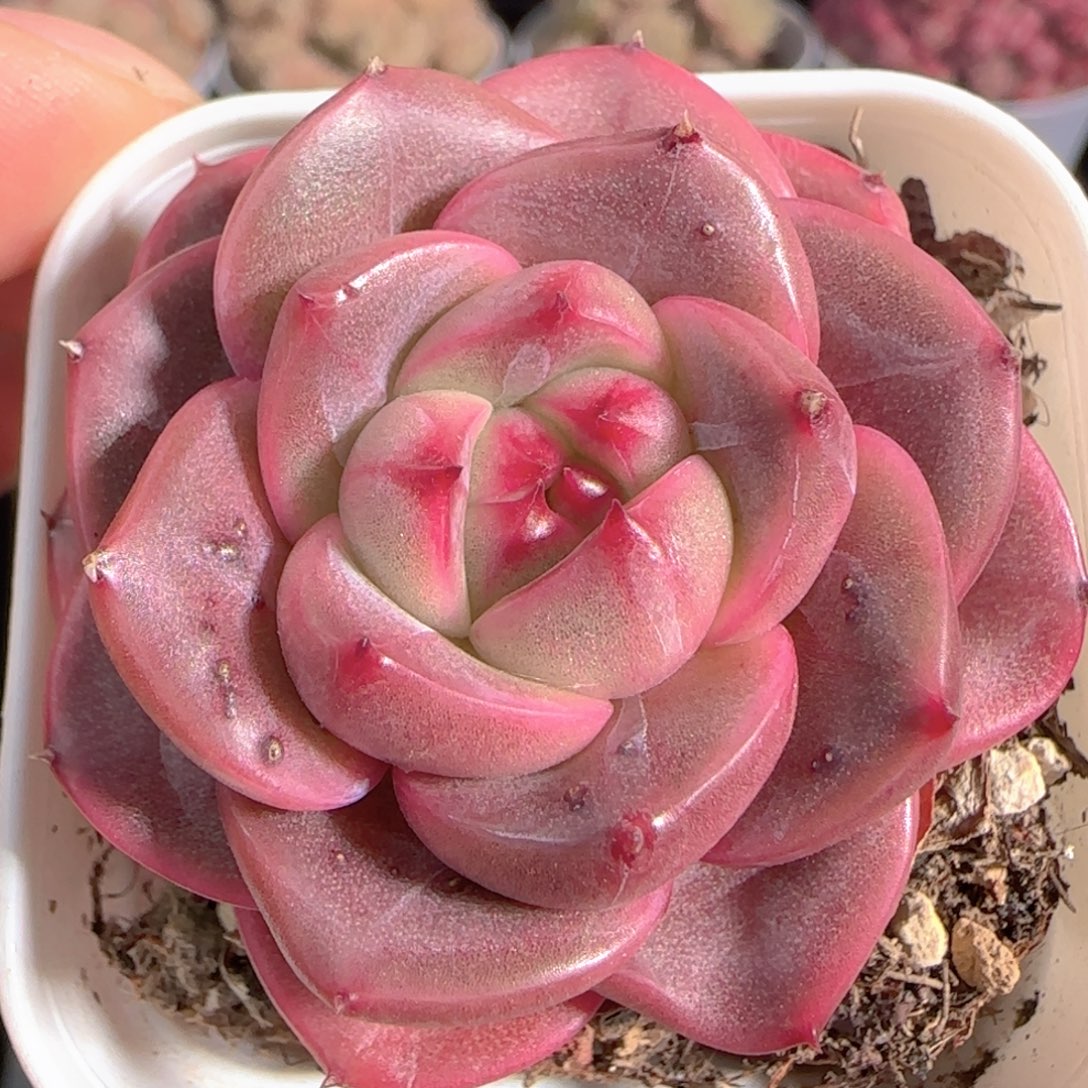 多肉1230-48钻石珍妮