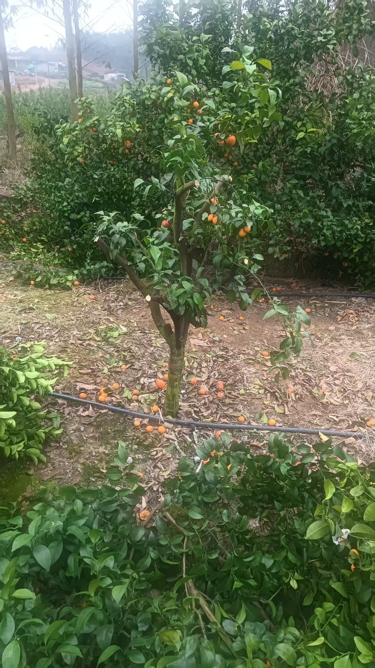 庭院盆栽四季种植易栽易活地栽绿植花卉