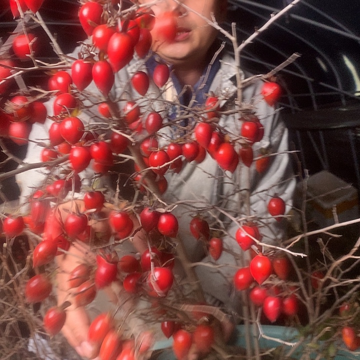 无花朵老鸦的眼睛