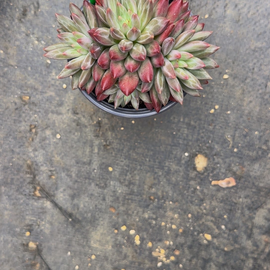 无花朵江*晚A31金鱼姬