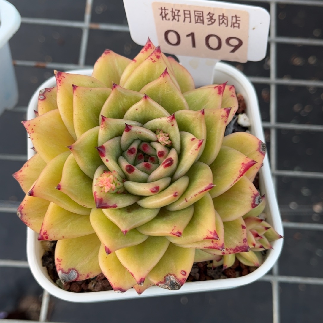 我***看0109 满30包邮，天冷地区必拍保温箱