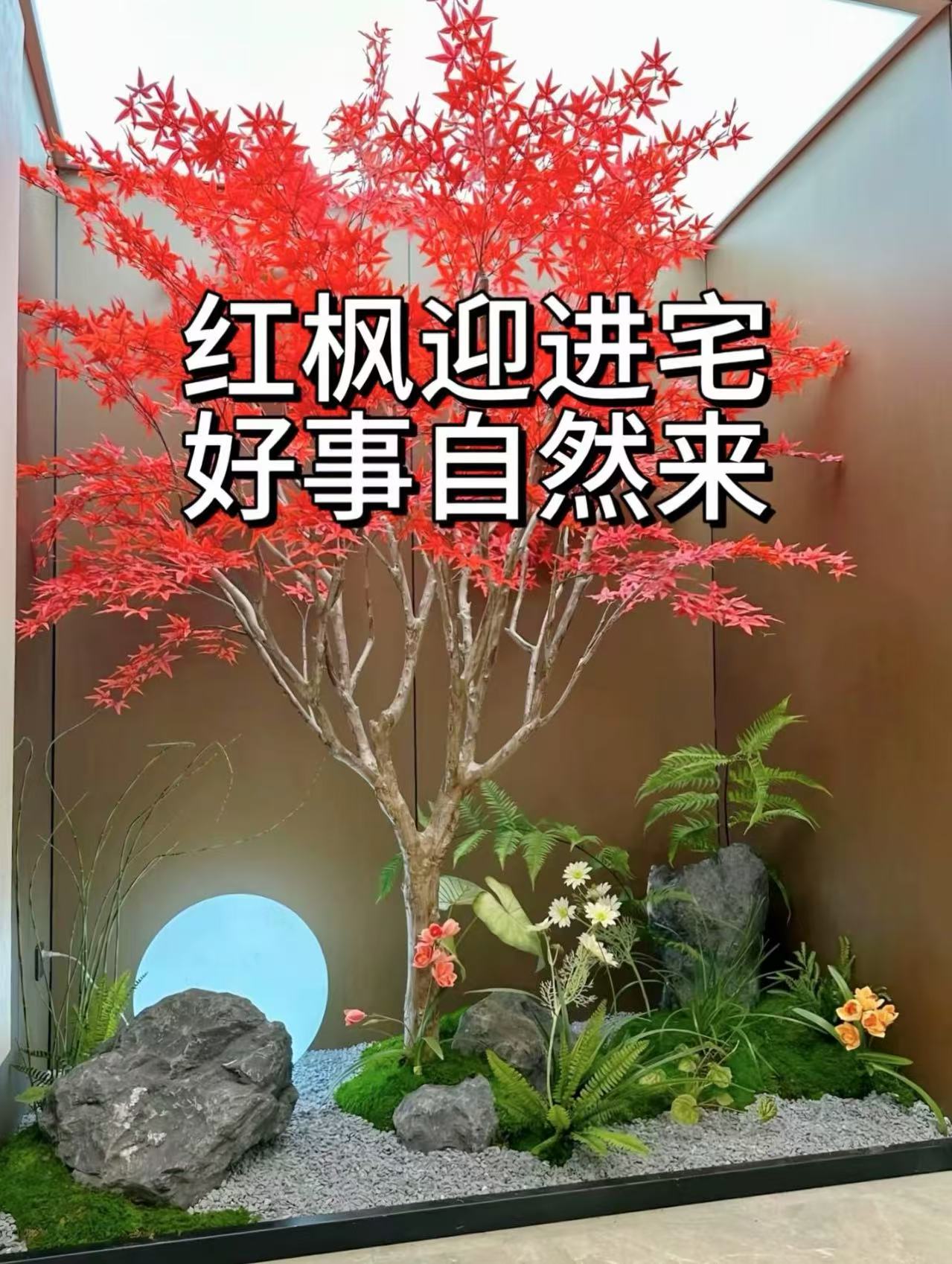 红枫树苗中华小叶红室外耐寒枫树盆景盆栽庭院绿化植物风景树植物