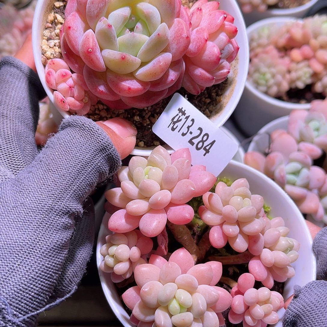 花13-284刚毅➕洛可可