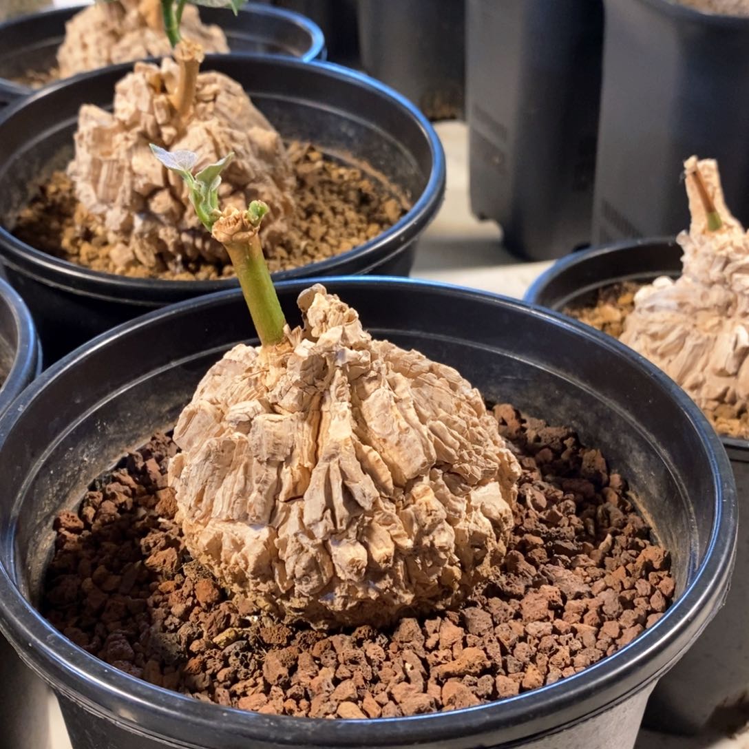 龟甲萝魔实生带盆