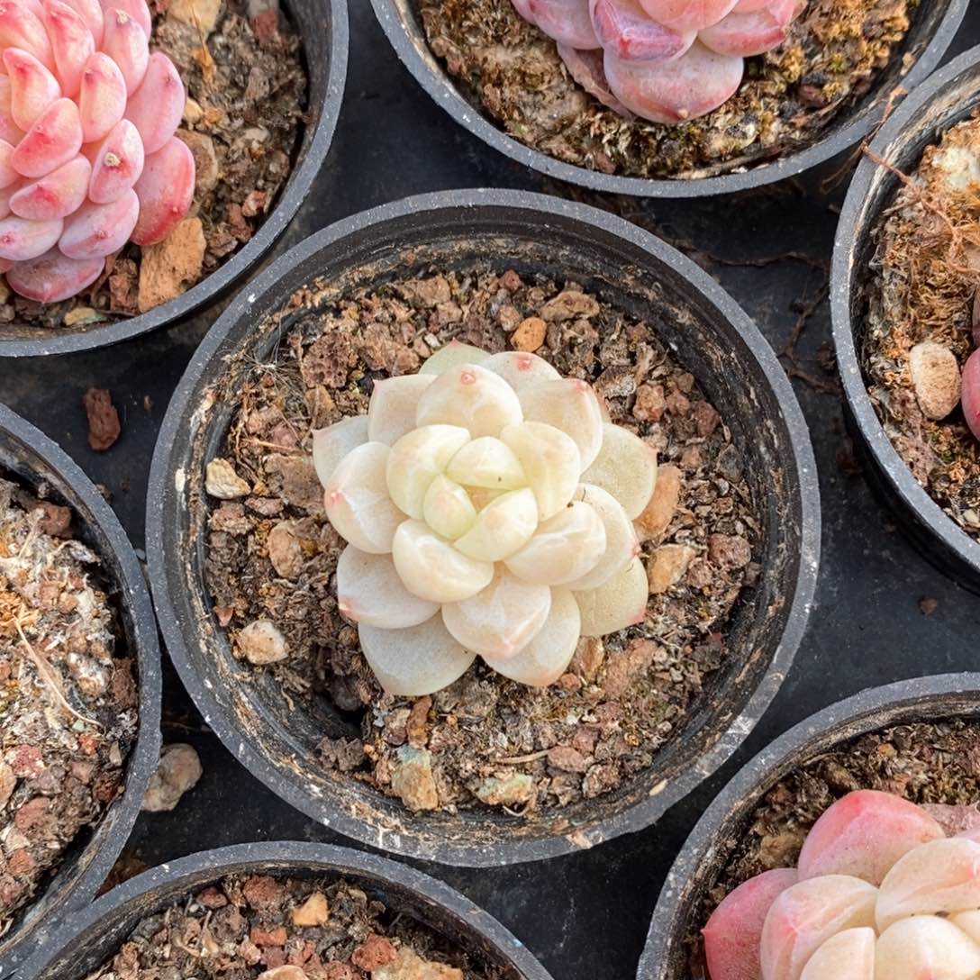 精品多肉一物一拍不包整28