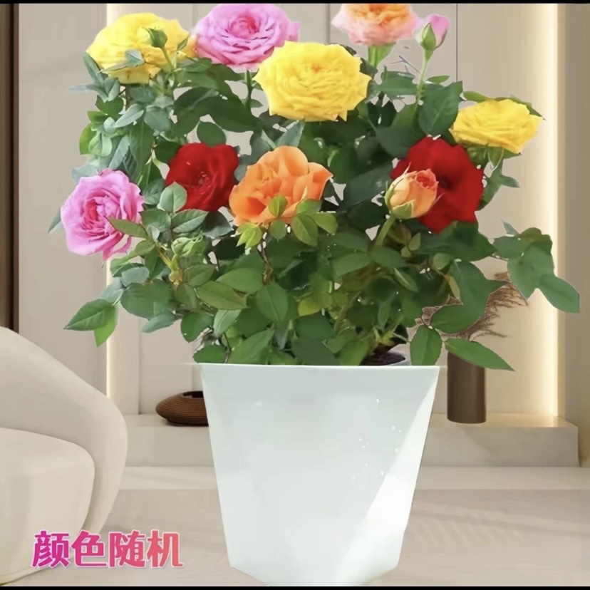 【混色】带花苞发货 南北方种植  盆栽地栽月季花苗