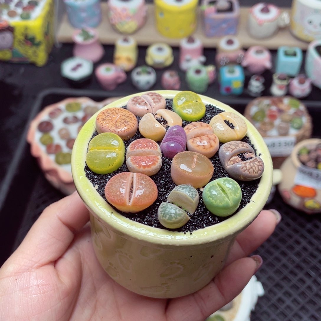 w8331 带盆土发货 -零下地区拍保温箱