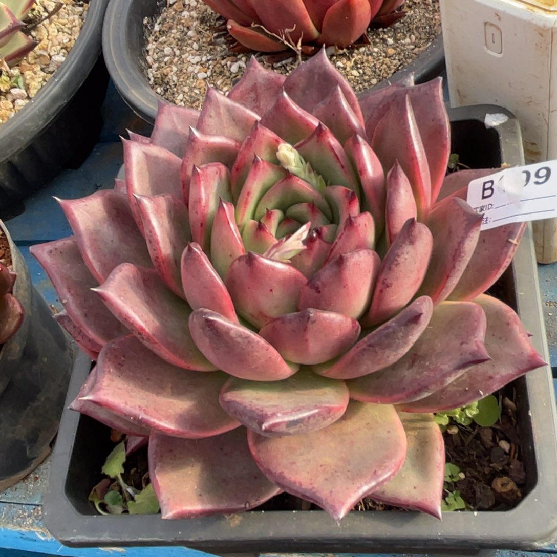 无花朵若如东云单拍D009