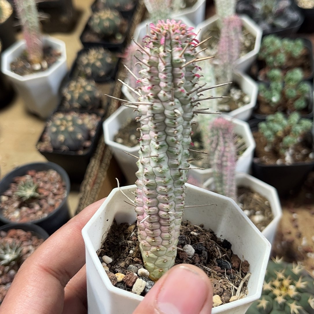 白桦麒麟单头发货单头发