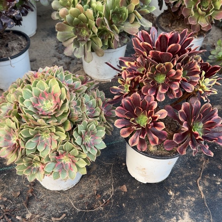 莲花座➕欧嘉莉。        