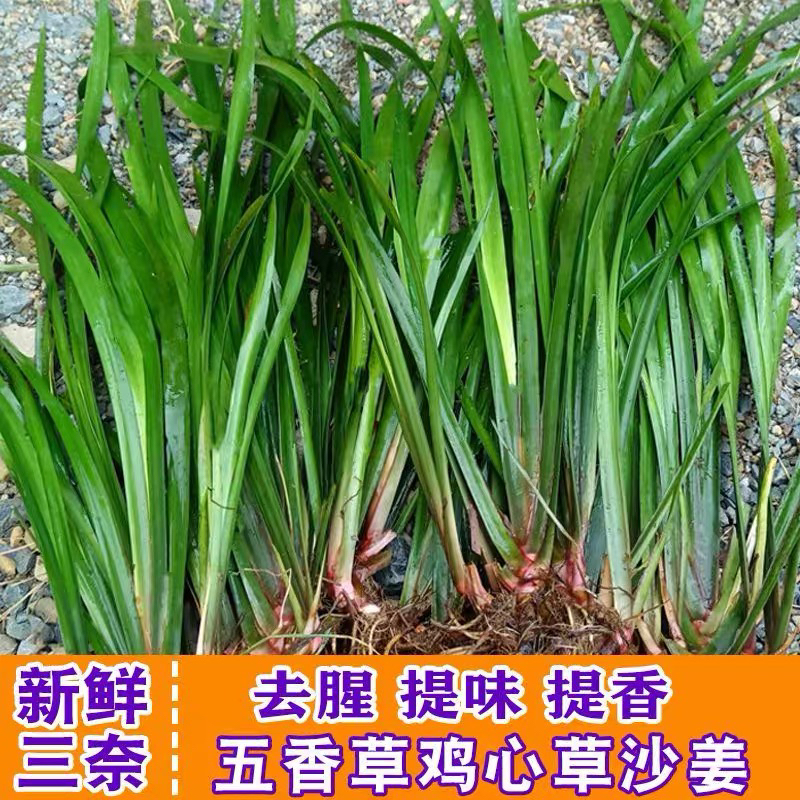 贵州特产新鲜山奈去腥除味调味香料五香草带根盆栽可食用种植包邮