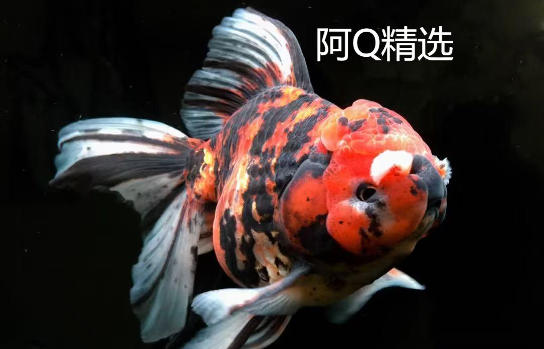 阿Q冷水百褶千褶鱼1号-100号（黄牌红牌）