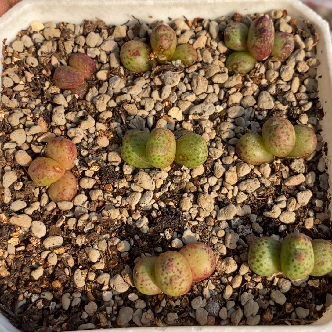 0428 直播间一物一拍