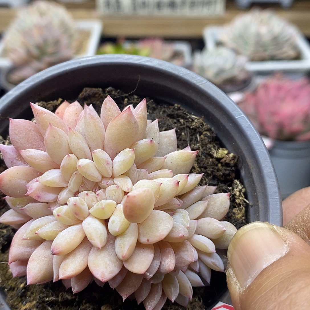 0710 星影缀化多肉