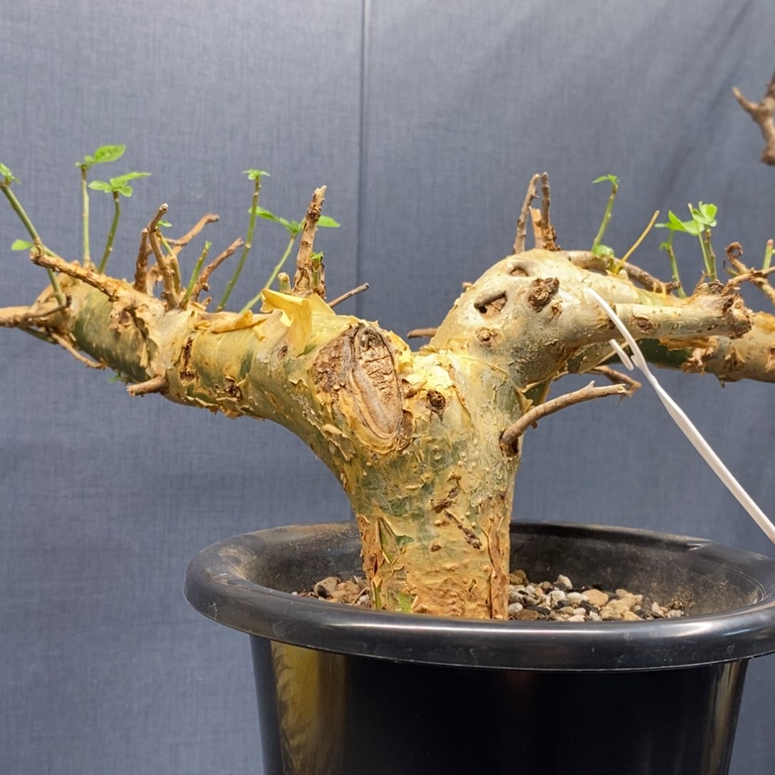 银皮没药产地熟桩