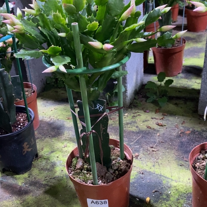 大部分花苞少量开放638嫁接2099