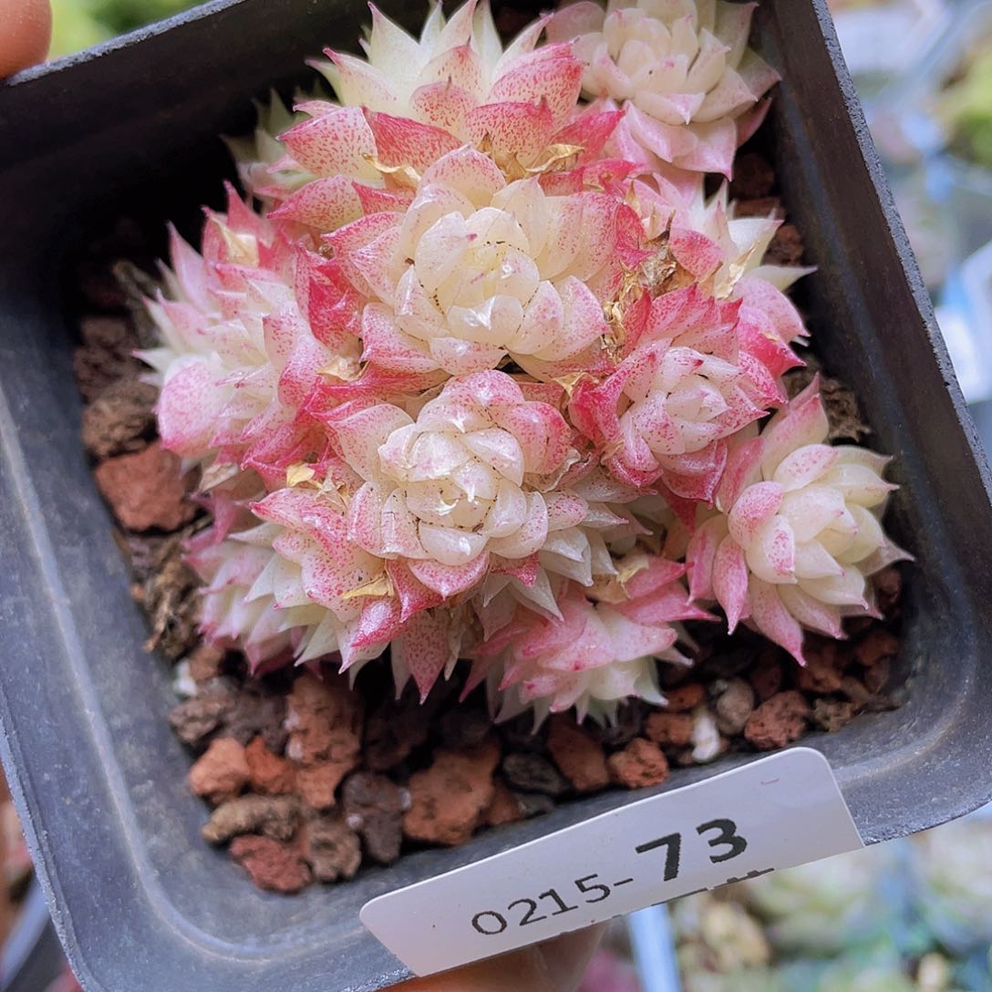 00000000000073量拍