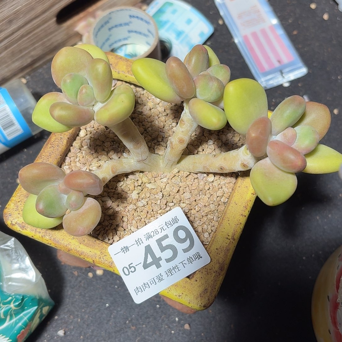 Kk奶无盆土发货无