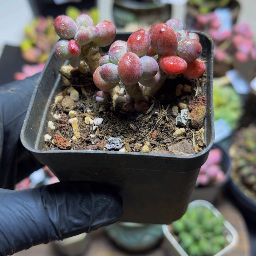 266一袋苹果奶酪5.5厘米