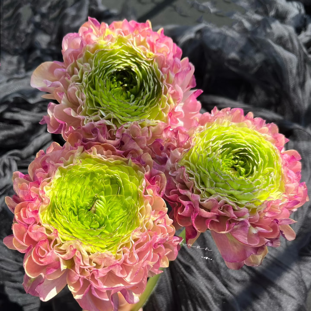 （洋牡丹）月琪紫色锦鲤8-10支！三件顺丰空运20%不售后