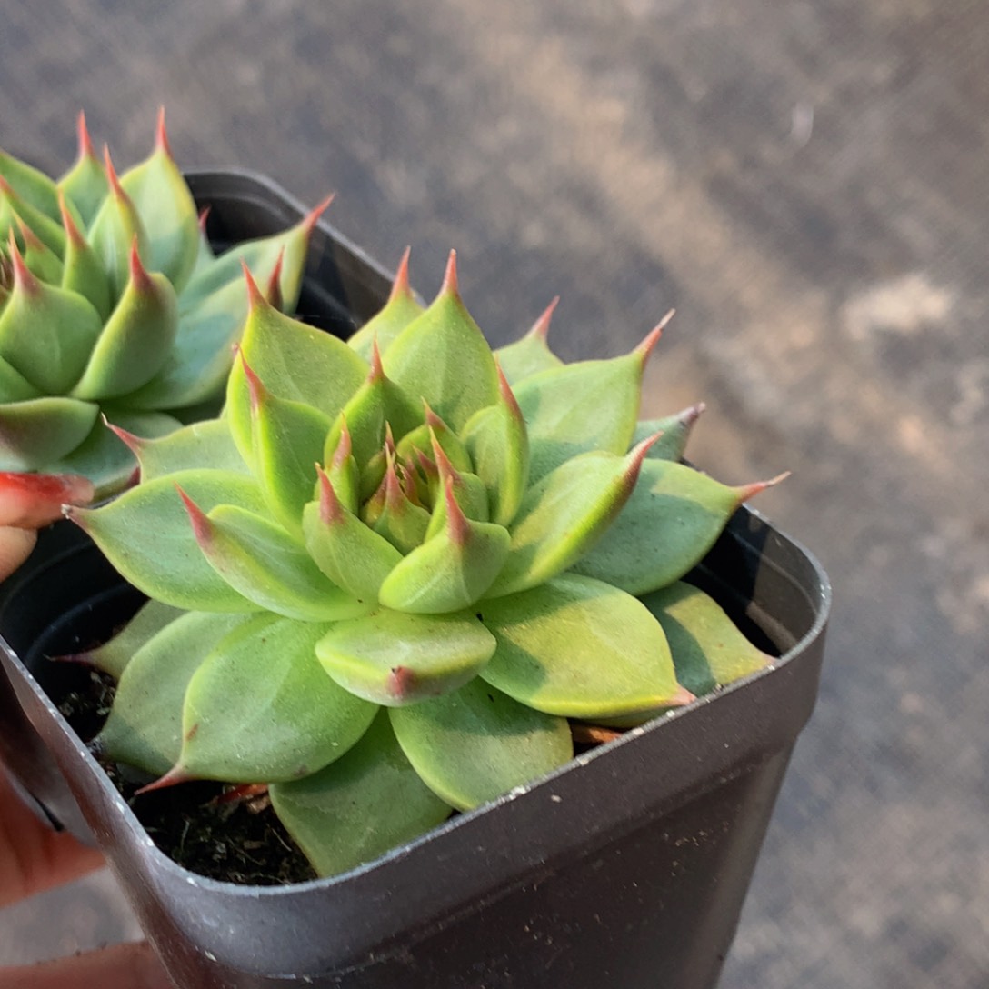 托斯卡   （满9.99包邮不满9.99发叶子）