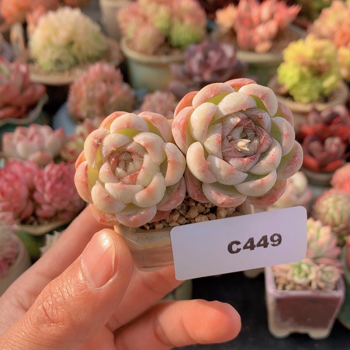 一物一拍满38包邮C449