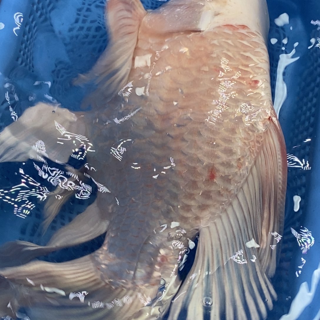 锦鲤冷水锦鲤包邮