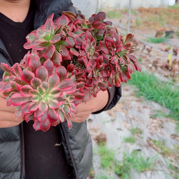 女郎醉话8号多肉法师